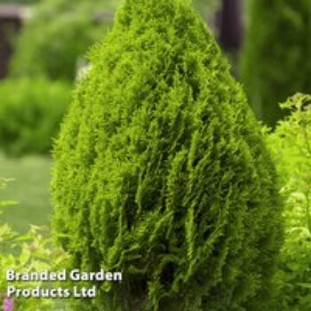 Thuja occidentalis 'Brabant'