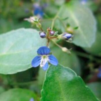 Veronica beccabunga (Marginal Aquatic)