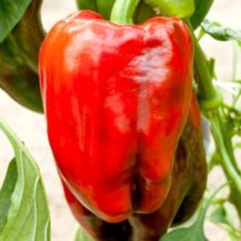 Sweet Pepper 'Panache' F1 - Seeds