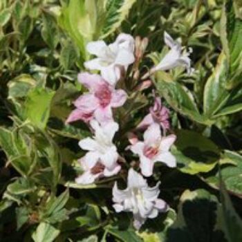 Weigela 'Naomi Campbell'