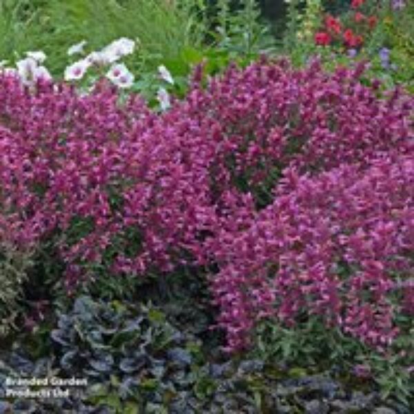 Agastache rupestris 'Rosie Posie'