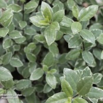 Pittosporum tenuifolium 'Silver Ball'