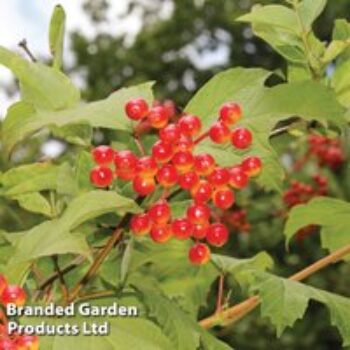 Viburnum opulus