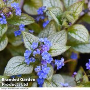 Brunnera macrophylla 'Jack Frost'