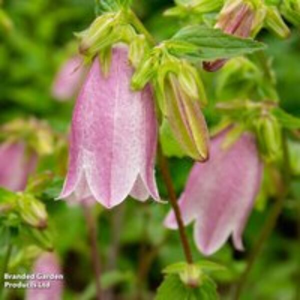 Campanula punctata