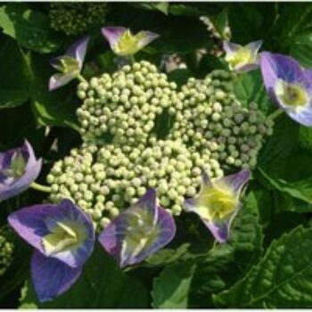 Hydrangea macrophylla 'Blaumeise' (Teller Blue)