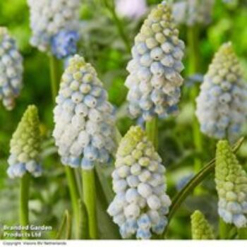 Muscari 'Alaska'