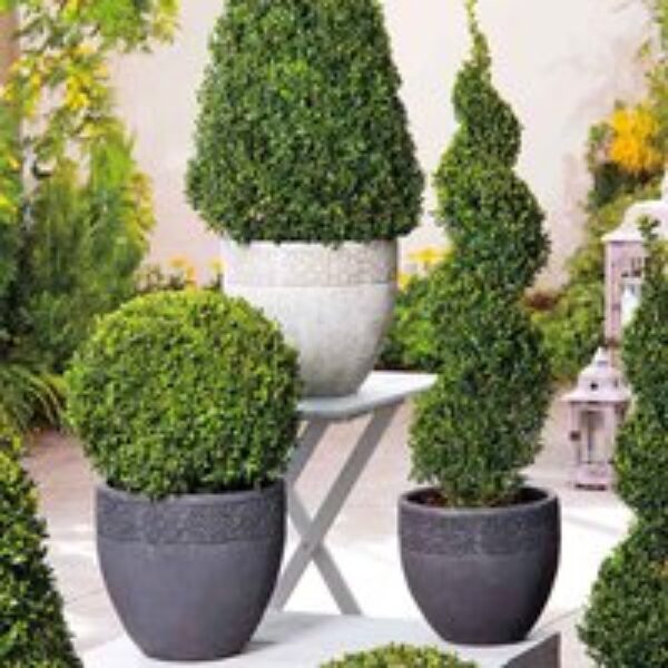 Buxus 'Pyramid'