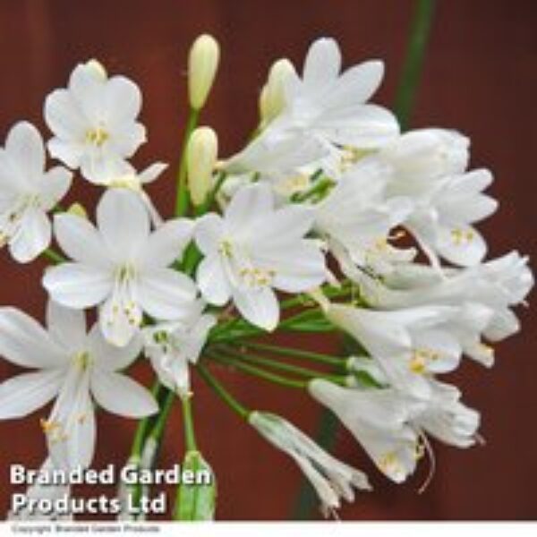 Agapanthus 'Ever White'