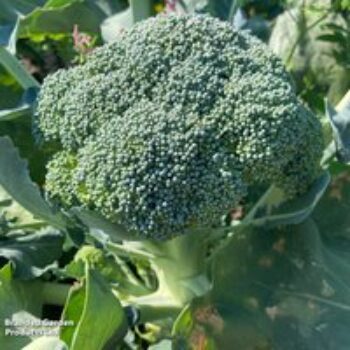 Broccoli 'Beneforte' F1 - Seeds