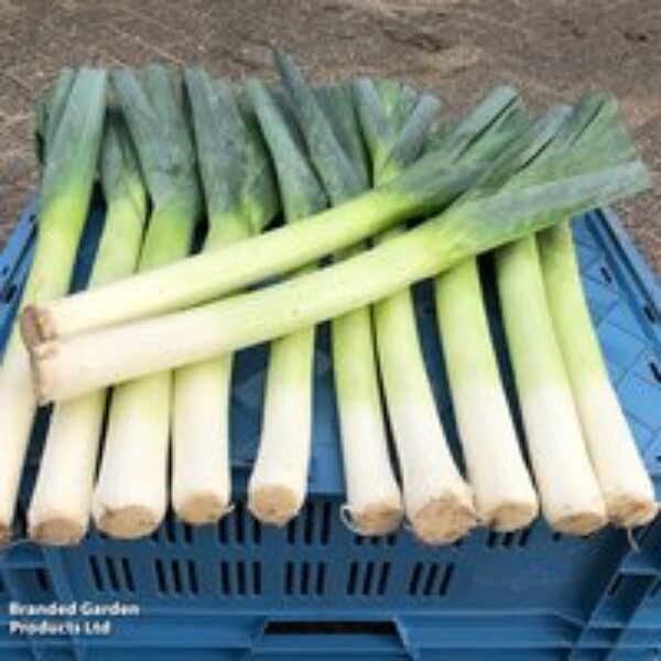 Leek porruum 'Santora' F1 - Seeds