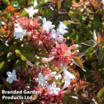 Abelia x grandiflora