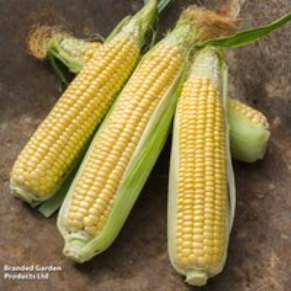 Sweetcorn 'Sweet Start' F1 - Seeds