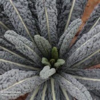 Kale 'Cobra' F1 - Seeds