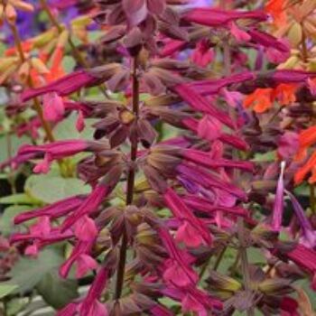 Salvia 'Love and Wishes'