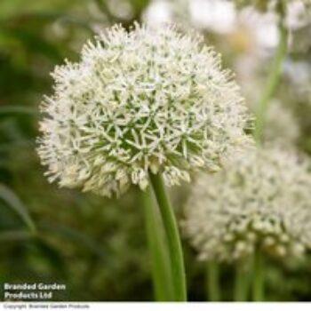 Allium stipitatum 'White Giant'