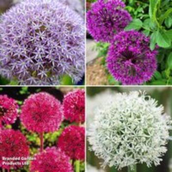 Allium 'Giant Collection'