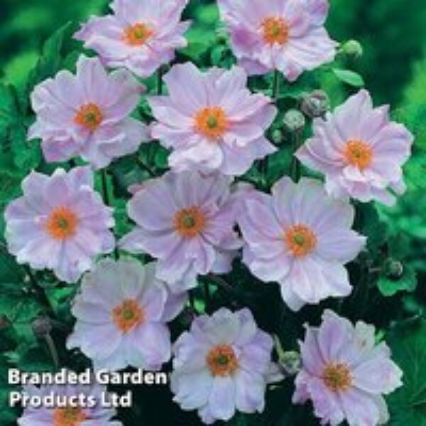 Anemone hybrida 'Queen Charlotte'