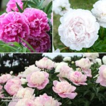 Peony 'Most Scented Dinner Plate Trio'