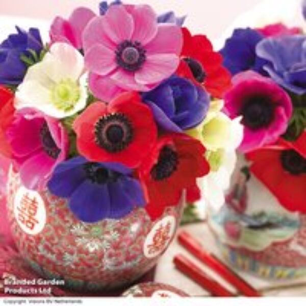 Anemone coronaria 'De Caen' Mixed