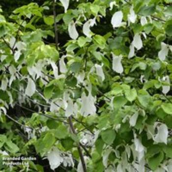 Davidia involucrata var. vilmoriniana