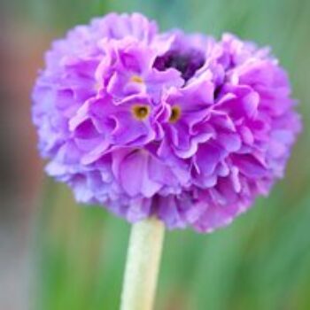 Primula denticulata