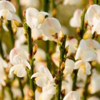 Cytisus x praecox 'Albus'