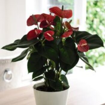 Anthurium andraeanum