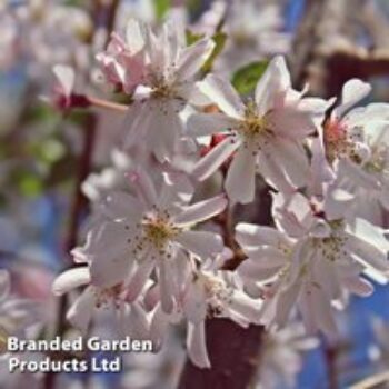 Prunus x subhirtella 'Autumnalis Rosea'