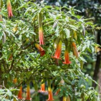 Brugmansia 'Single Red/Orange'