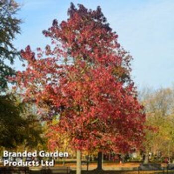 Liquidambar styraciflua 'Worplesdon'