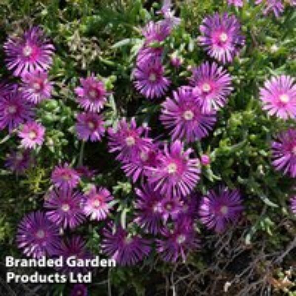 Delosperma Hardy Collection