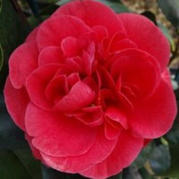 Camellia japonica 'Lady Campbell'