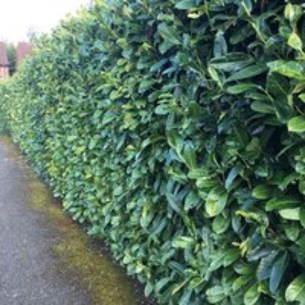 Prunus laurocerasus Rotundifolia (Cherry Laurel)