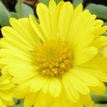 Gaillardia aristata 'Mesa Yellow'