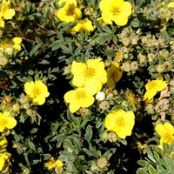 Potentilla fruticosa 'Sommerflor'