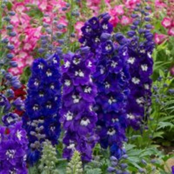 Delphinium 'Dark Blue & White Bee'