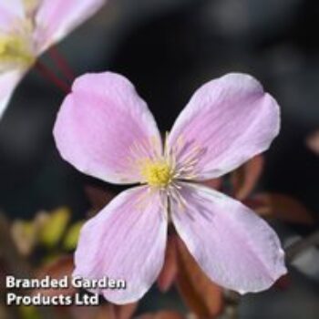 Clematis montana 'Fragrant Springs'