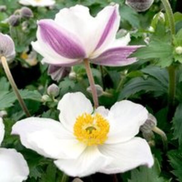 Anemone 'Elfin Swan'