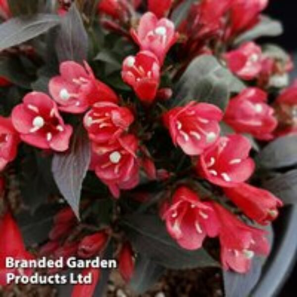 Weigela 'Electric Love'