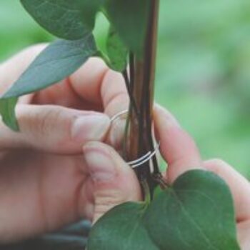 Plant Support Rings