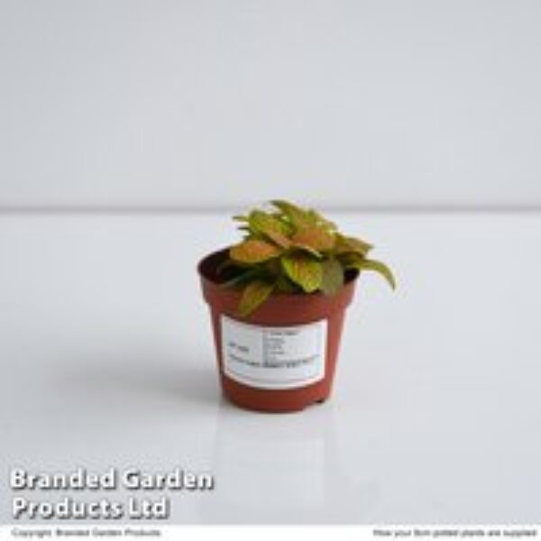 Fittonia 'Skeleton'