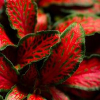 Fittonia 'Red Tiger'