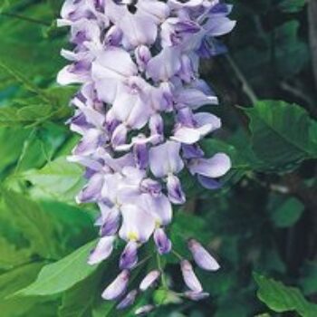 Wisteria 'Caroline'