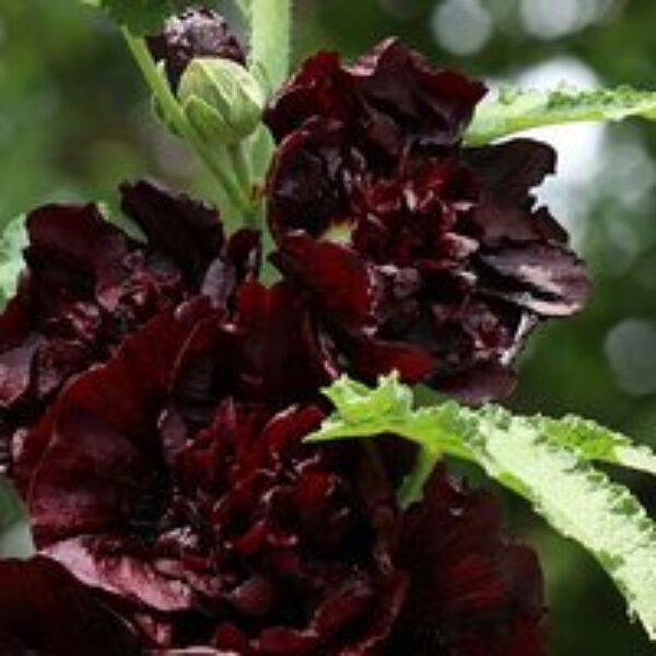 Hollyhock 'Chater's Chestnut Brown'