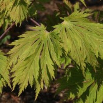 Acer japonicum 'Aconitifolium'