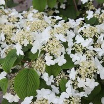 Viburnum plicatum f. tomentosum 'Mariesii'