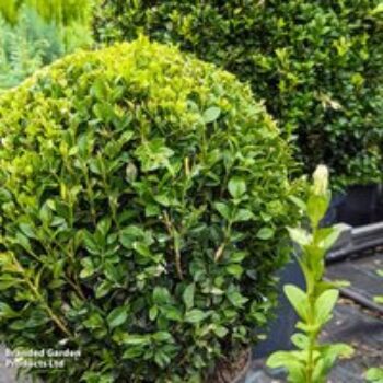 Ilex crenata 'Dark Green'