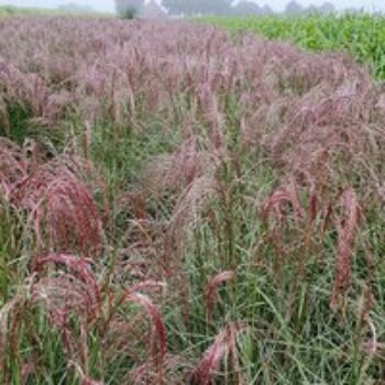 Miscanthus 'Silver Cloud'