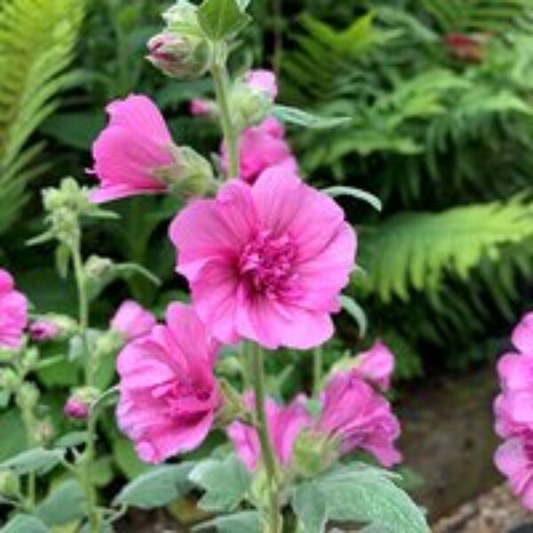 Lavatera 'Princess Pink'